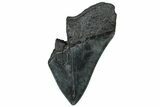 Partial Fossil Megalodon Tooth - Serrated Blade #300155-1